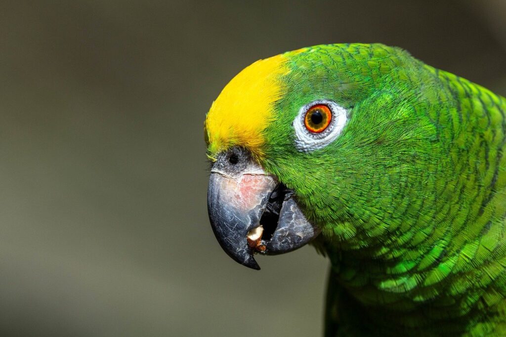 クレジットカードでAmazonのポイントを効率よく貯める方法は？