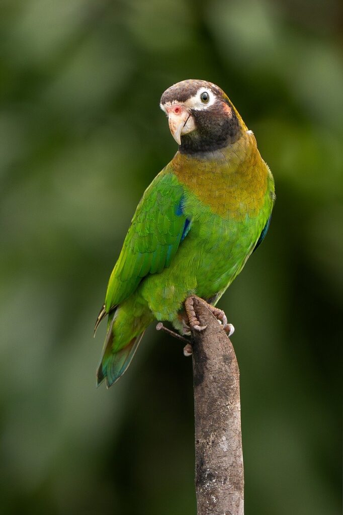 クレジットカードは何枚持つべきか？