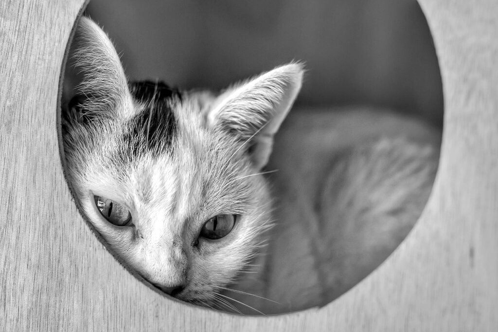 JCBカードWのポイントを交換する方法は？