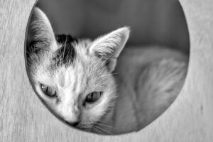 JCBカードWを使ったディズニーでのポイント優待はどのように受けられる？