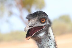 au PAYカードのポイントの使い道ガイドは？