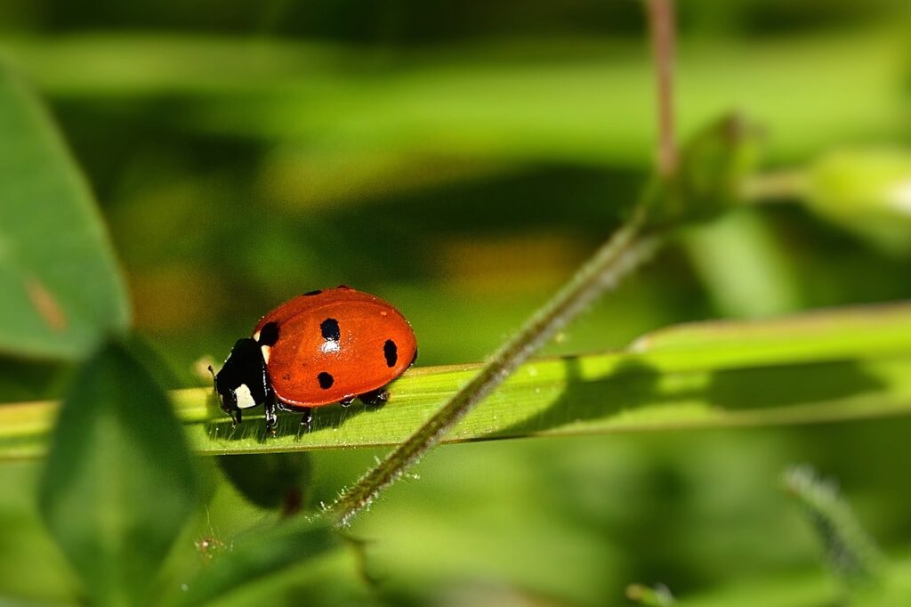 ポイントサイトモッピーのポイントをお得に交換する方法は？