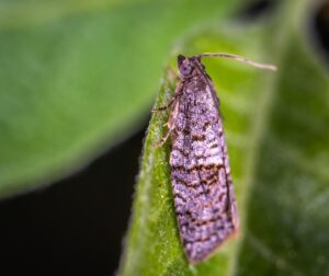 三井住友カードのポイントをアプリと連携する方法は？