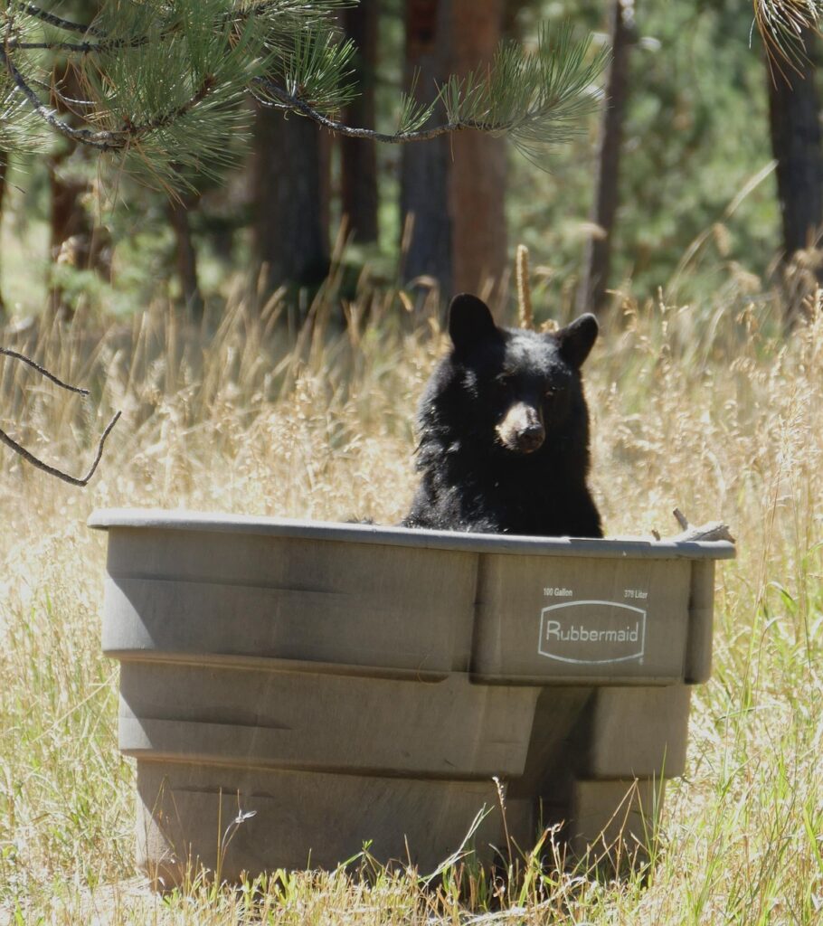 楽天カードと楽天ペイを併用することで得られるポイントのメリットは？