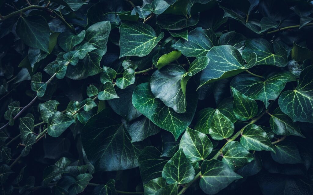 クレジットカードのポイントをフリーランスが賢く活用する方法は？