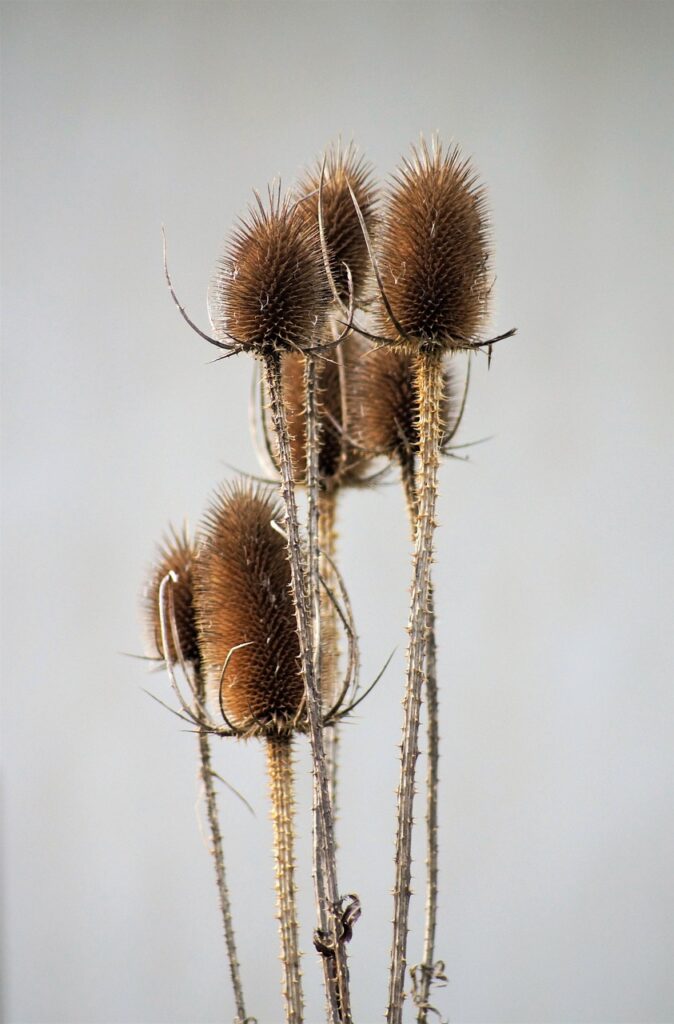 家族で楽しむカードポイントのまとめは？