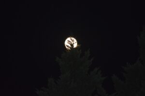 プラチナ特典を最大限に活用する方法とは？