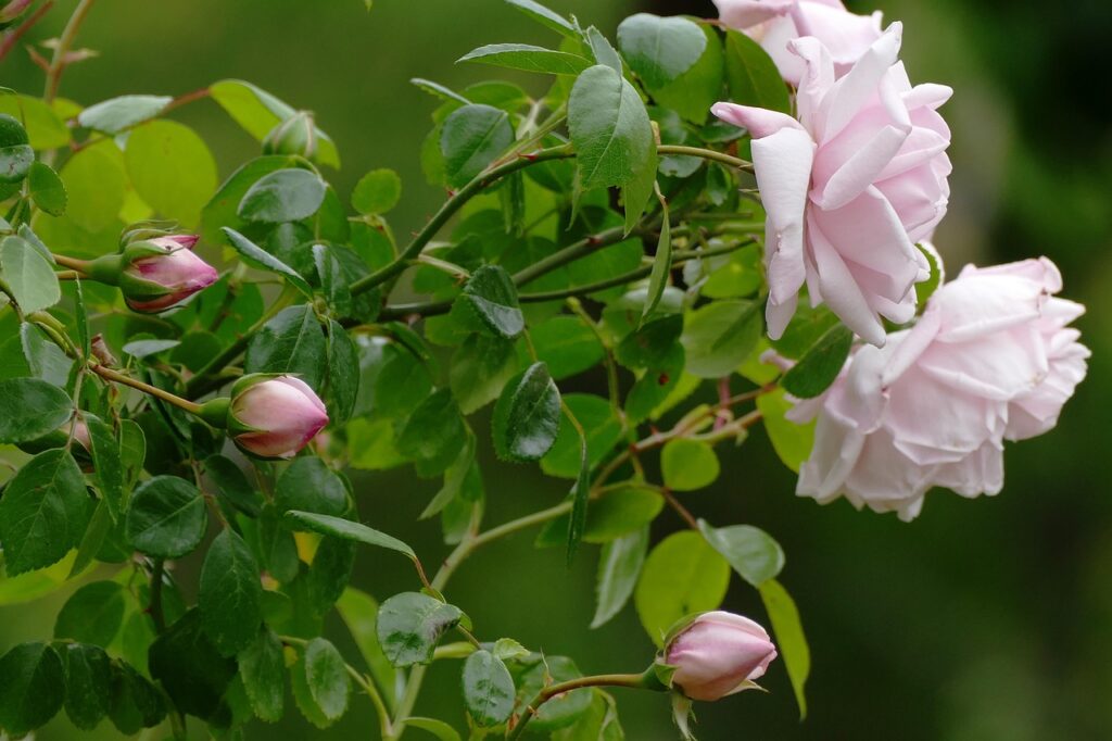 入会特典でポイントをもらう方法とは？